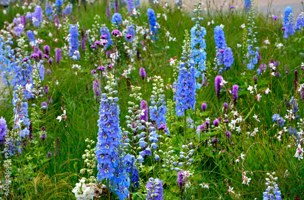 łąka kwietna, rośliny śródziemnomorskie i preriowe, flower meadow, Mediterranean and prairie plants, Liatris spicata, Gaura lindheimeri, Delphinium elatum, gaura, ostróżka ogrodowa i liatra kłosowa