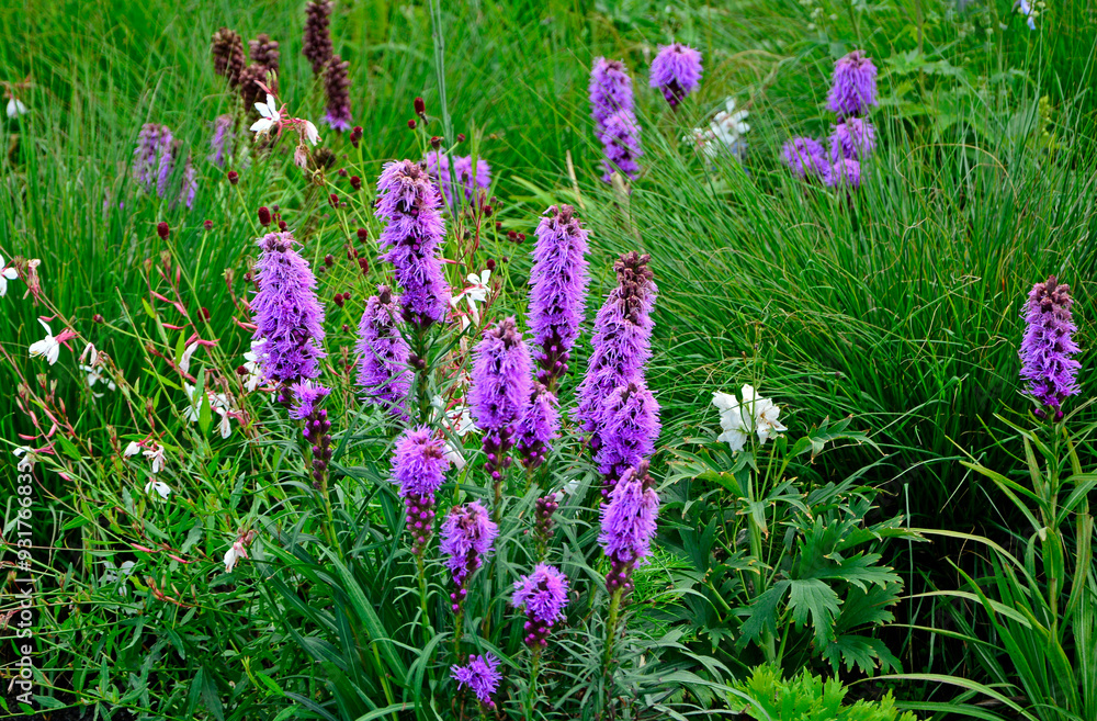 liatra kłosowa, fioletowa liatra kłosowa na łace kwietnej, Liatris spicata, dense blazing star, prairie feather, gayfeather, button snakewort, Closeup purple, pink flowers, Liatris in a flower meadow