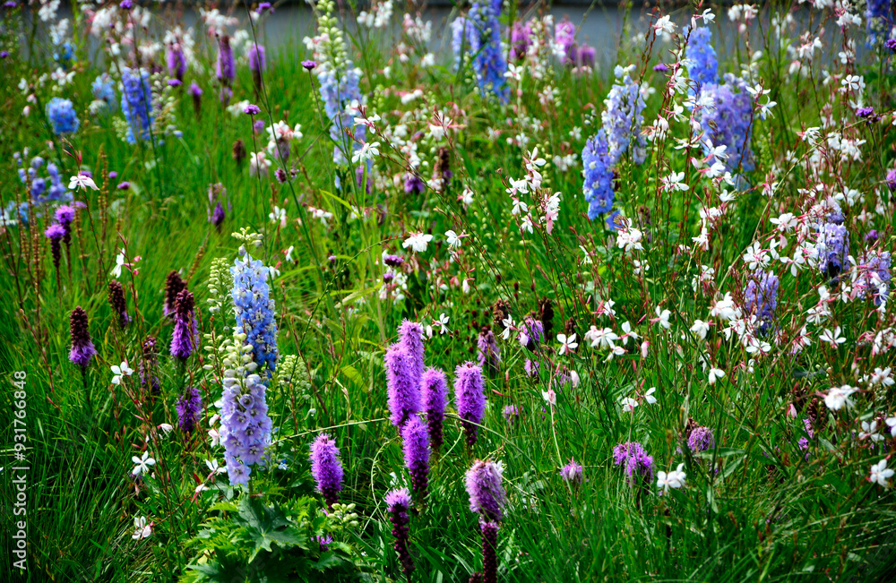 łąka kwietna, rośliny śródziemnomorskie i preriowe, flower meadow, Mediterranean and prairie plants, Liatris spicata, Gaura lindheimeri, Delphinium elatum, gaura, ostróżka ogrodowa i liatra kłosowa