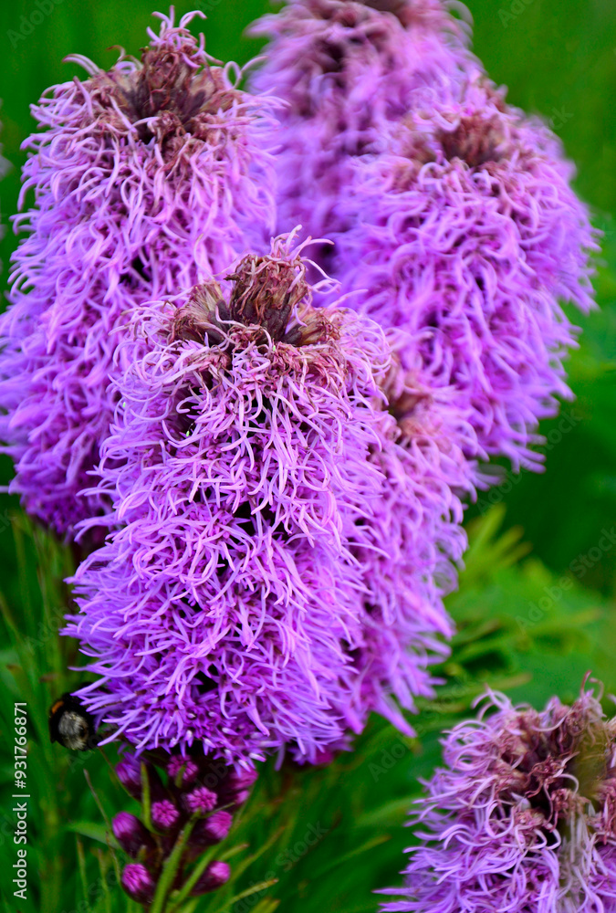 liatra kłosowa, fioletowa liatra w rozkwicie, Liatris spicata, dense blazing star, prairie feather, gayfeather, button snakewort, Closeup purple, pink flowers