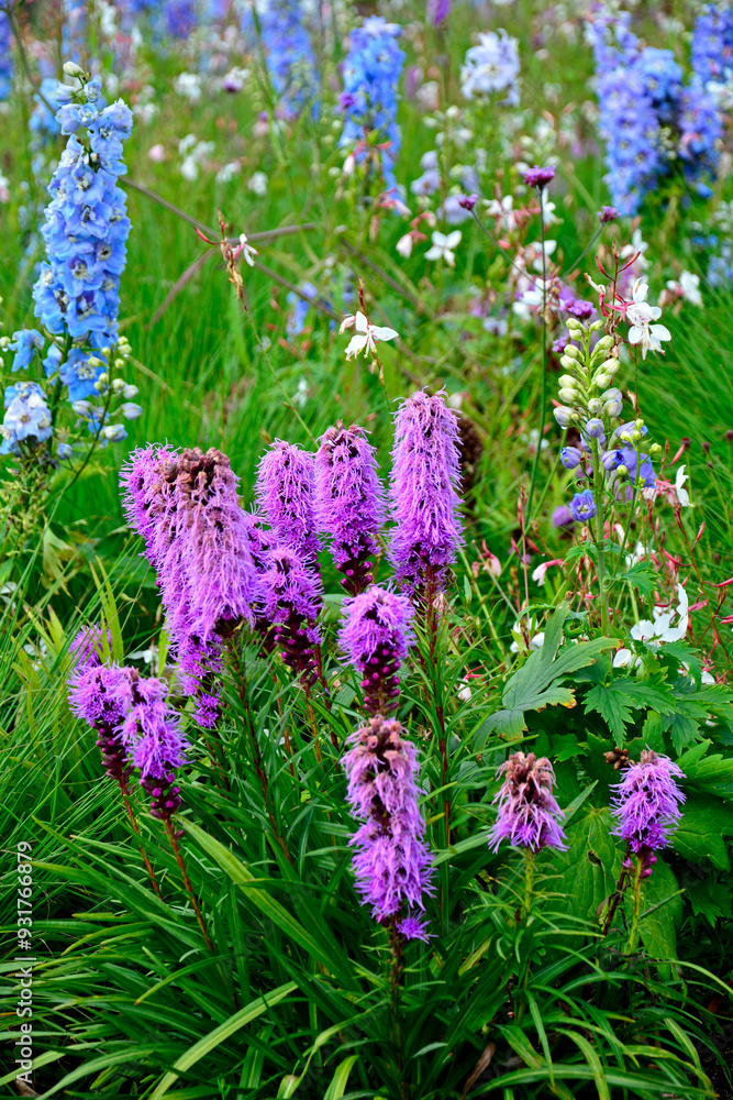 liatra kłosowa, fioletowa liatra kłosowa na łace kwietnej, Liatris spicata, dense blazing star, prairie feather, gayfeather, button snakewort, Closeup purple, pink flowers, Liatris in a flower meadow