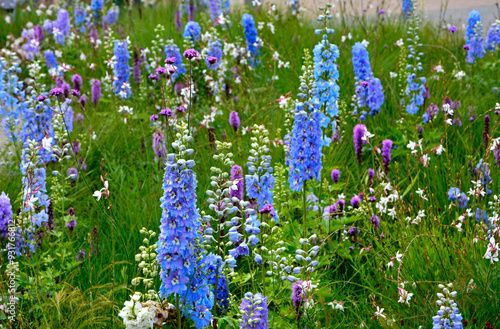 Obraz na płótnie łąka kwietna, rośliny śródziemnomorskie i preriowe, flower meadow, Mediterranean and prairie plants, Liatris spicata, Gaura lindheimeri, Delphinium elatum, gaura, ostróżka ogrodowa i liatra kłosowa w salonie