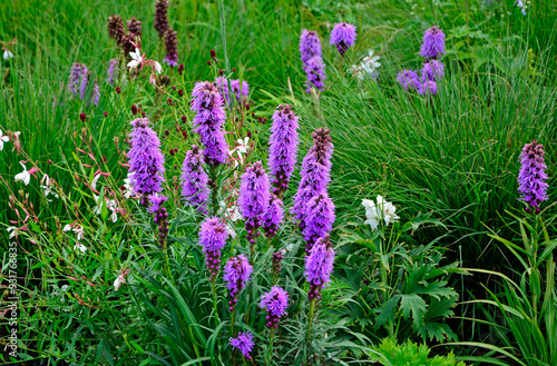 Obraz na płótnie liatra kłosowa, fioletowa liatra kłosowa na łace kwietnej, Liatris spicata, dense blazing star, prairie feather, gayfeather, button snakewort, Closeup purple, pink flowers, Liatris in a flower meadow w salonie