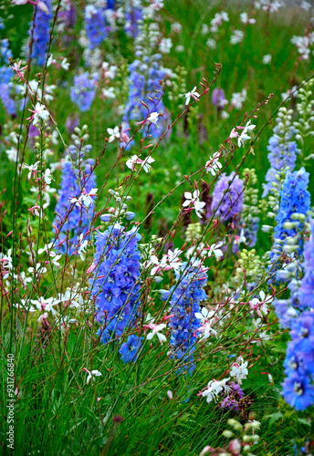 łąka kwietna, rośliny śródziemnomorskie i preriowe, flower meadow, Mediterranean and prairie plants, Liatris spicata, Gaura lindheimeri, Delphinium elatum, gaura, ostróżka ogrodowa i liatra kłosowa photo