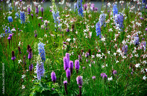 Obraz na płótnie łąka kwietna, rośliny śródziemnomorskie i preriowe, flower meadow, Mediterranean and prairie plants, Liatris spicata, Gaura lindheimeri, Delphinium elatum, gaura, ostróżka ogrodowa i liatra kłosowa w salonie