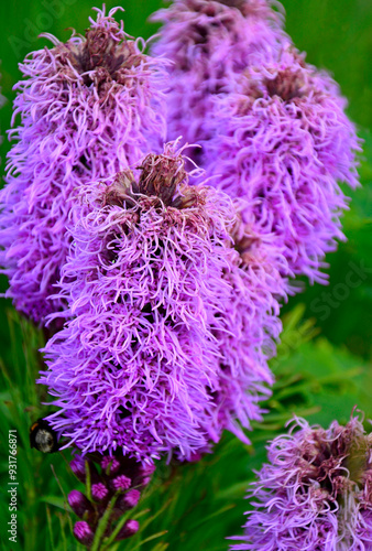 Obraz na płótnie liatra kłosowa, fioletowa liatra w rozkwicie, Liatris spicata, dense blazing star, prairie feather, gayfeather, button snakewort, Closeup purple, pink flowers w salonie