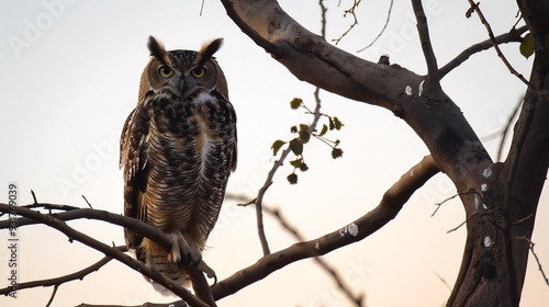 Owl perched on a tree branch at sunset its eyes glowing in the fading light photo