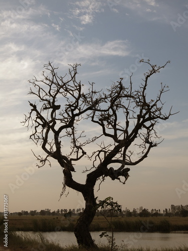 Wallpaper Mural Heart-shaped tree in the rice field.  Torontodigital.ca