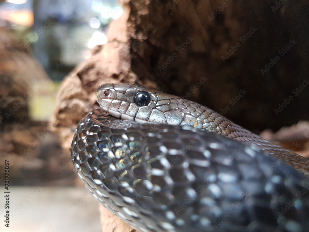 Fototapeta premium Schwarze Mamba in einem Terrarium