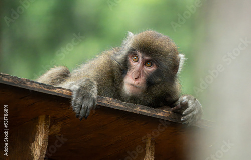 Konstfotografi little Japanese macaque (Macaca fuscata)
