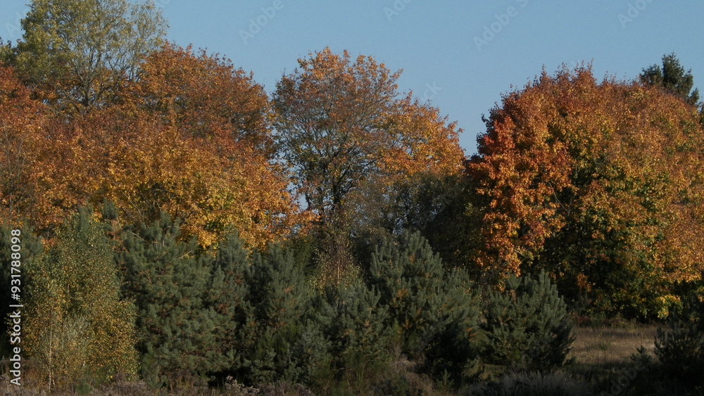 Autumnal forest in sunny day, Poland. Autumnal forest in sunny day, Poland.