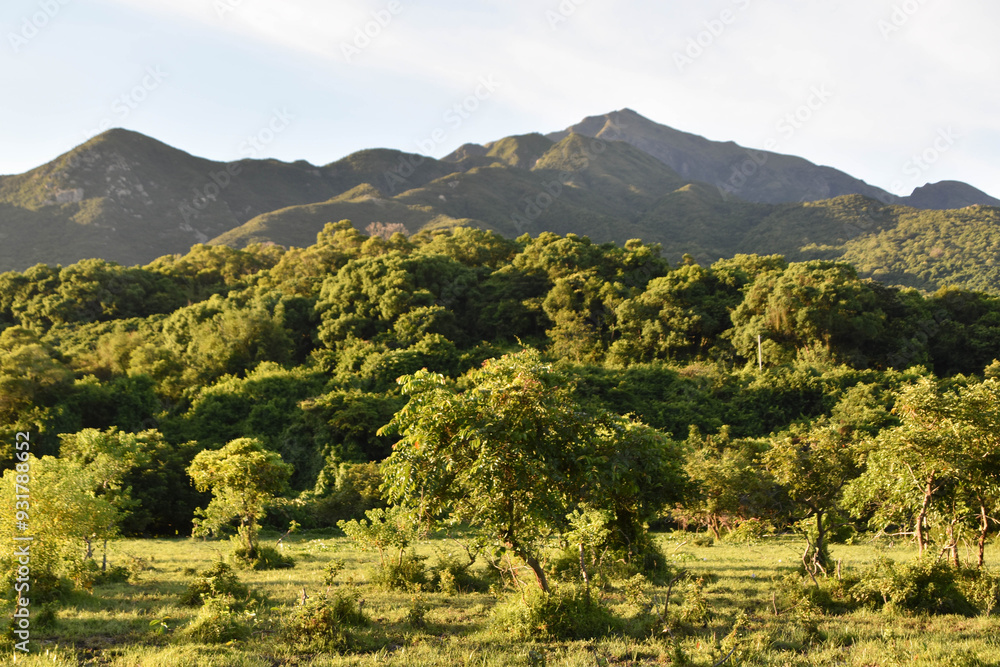 Fototapeta premium Verdant forest and mountain scene basking in sunlight on Lantau island