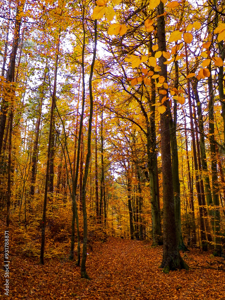 Fototapeta premium Polish forest in autumn.