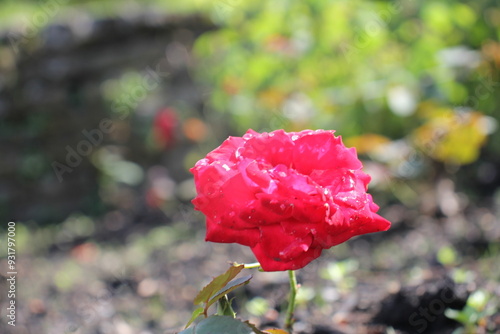 Rose photo