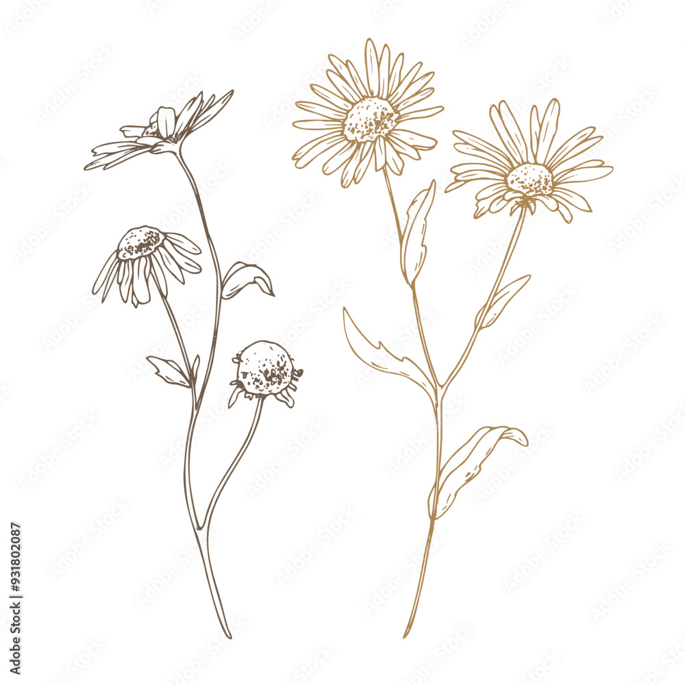 custom made wallpaper toronto digitalChamomile Matricaria recutita flowers wild meadow dried flowers. Line art is a simple hand-drawn illustration in beige, ochre, brown ink. Isolated vector EPS set of elements.