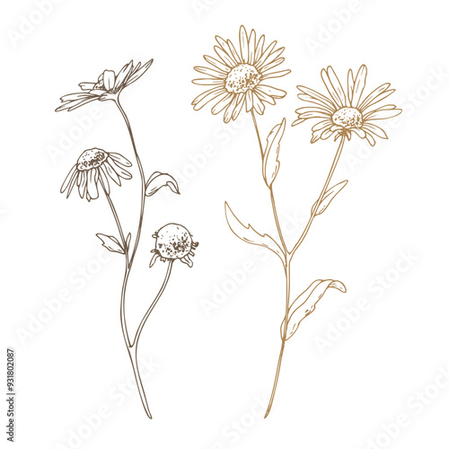 Chamomile Matricaria recutita flowers wild meadow dried flowers. Line art is a simple hand-drawn illustration in beige, ochre, brown ink. Isolated vector EPS set of elements.