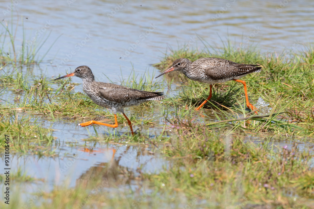 Chevalier gambette,
Tringa totanus, Common Redshank Chevalier gambette,
Tringa totanus, Common Redshank