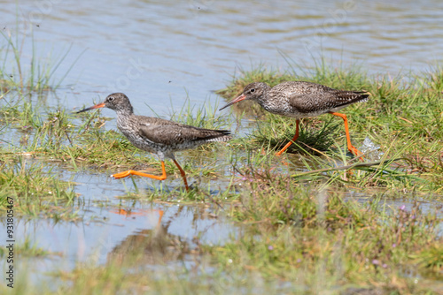 Chevalier gambette, Tringa totanus, Common Redshank