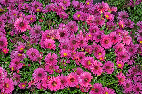 Tableau sur toile Aster dumosus 'Jenny', Aster nain