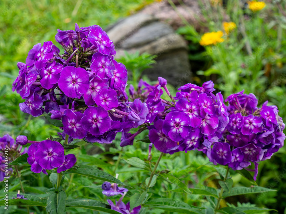Phlox paniculata or Adessa Special Purple Star. Flowers and plants of a classic flower garden. Vivid summer flowers Phlox paniculata or Adessa Special Purple Star. Flowers and plants of a classic flower garden. Vivid summer flowers
