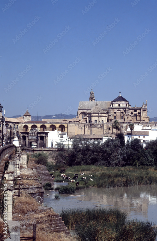 Cows at pasture on the Guadalquivir river in Cordoba, Andalucia, Spain Cows at pasture on the Guadalquivir river in Cordoba, Andalucia, Spain