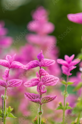 pink flower in the garden