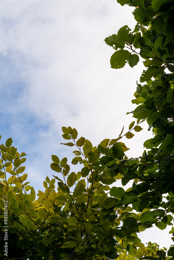 Fototapeta premium leaves and sky