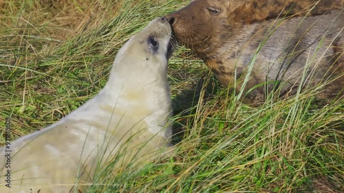 Atlantic Grey seal pups in breeding season: white fur, moms nurture in warm November sun. Playful interactions emerge.