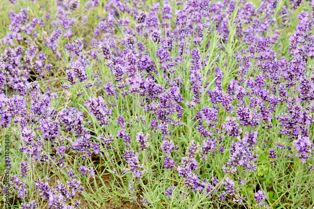 Obraz premium Natural background. Beautiful blooming lavender closeup