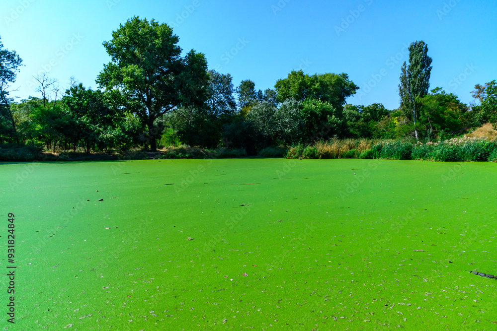 The serene landscape depicts a green lake with floating aquatic vegetation from Lemna and Wolffia, a park in Odessa The serene landscape depicts a green lake with floating aquatic vegetation from Lemna and Wolffia, a park in Odessa