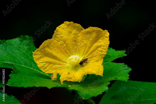 wax gourd flower