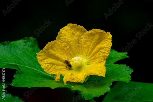 wax gourd flower photo