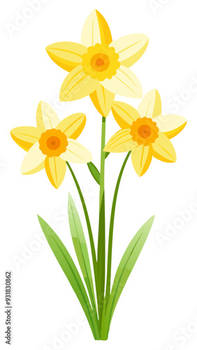 daffodil illustration, daffodil flower vector art, daffodil flower illustration, daffodil vector, daffodils isolated on white background