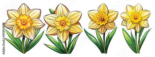daffodil illustration, daffodil flower vector art, daffodil flower illustration, daffodil vector, 