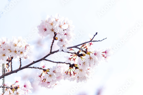 満開の桜 