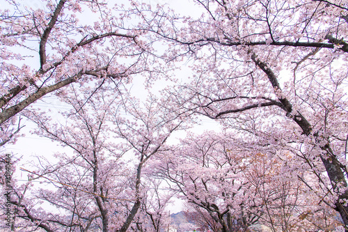 満開の桜 