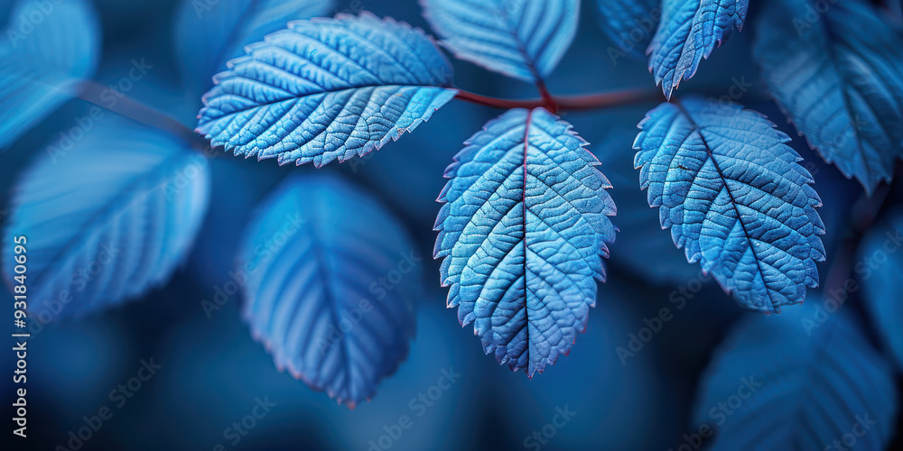 Close-up of vibrant blue leaves with detailed veins and soft lighting in a natural setting. Close-up of vibrant blue leaves with detailed veins and soft lighting in a natural setting.