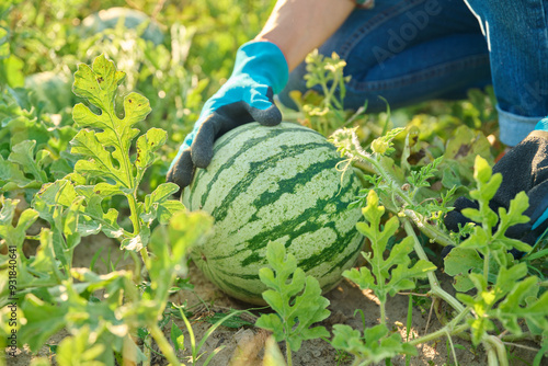 Obraz na plátně Close-up of watermelon plant, small ripening berry, and farmer's hands