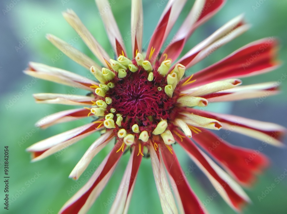 beautiful flowers on a flowerbed, flowers close-up beautiful flowers on a flowerbed, flowers close-up