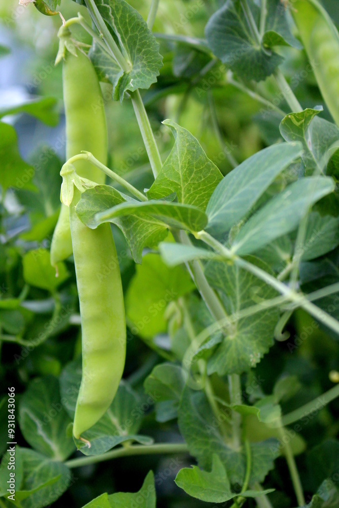 Green peas grow in the open air. Green peas grow in the open air.