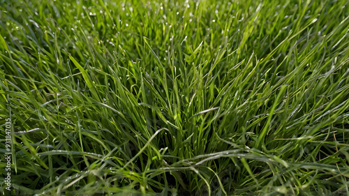 a Bermuda grass lawn photo