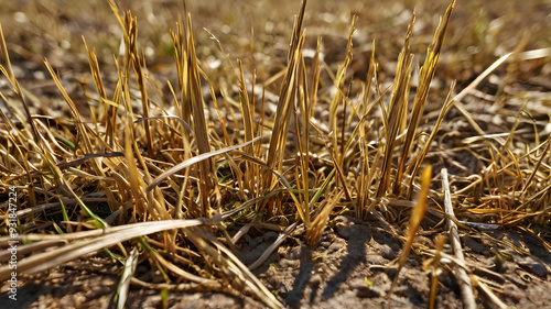 dry, sun-baked grass