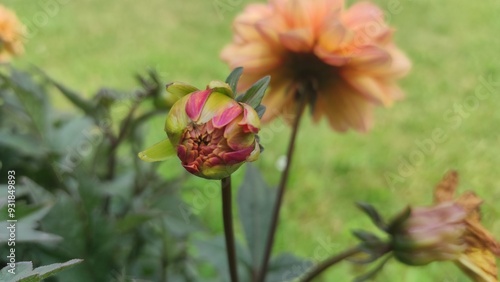 Wallpaper Mural beautiful flowers on a flowerbed, flowers close-up Torontodigital.ca
