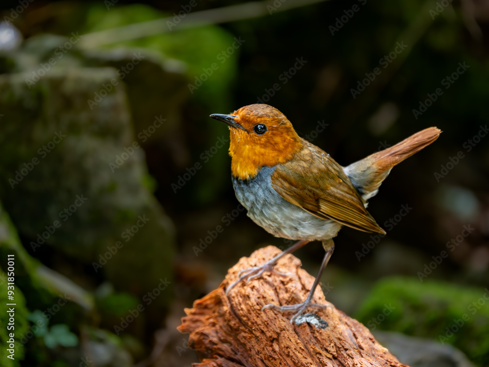 Fototapeta premium 森の中で倒木の上で周りを見渡しているコマドリの雄