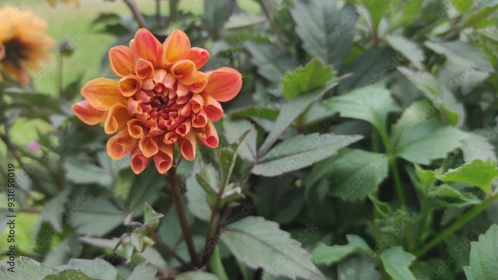 beautiful flowers on a flowerbed, flowers close-up beautiful flowers on a flowerbed, flowers close-up