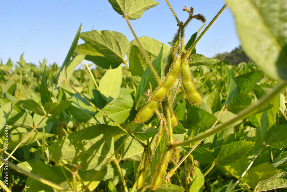 Soybean field, natural background from soybean plant. Soybean field, natural background from soybean plant.