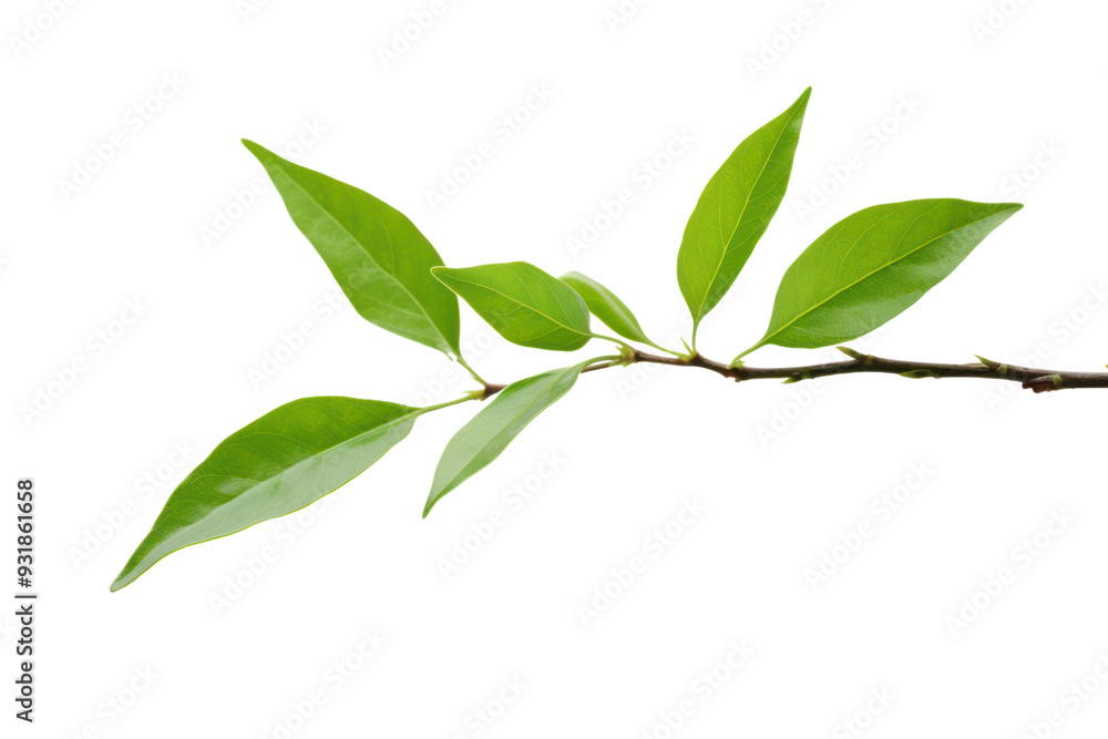 Fototapeta premium Young tea leaves, isolated on white background.