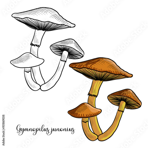 vector drawing psilocybin mushroom , spectacular rustgill, Gymnopilus junonius , hallucinogenic plant, herb of traditional chinese medicine, hand drawn illustration