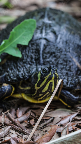 Turtle on land