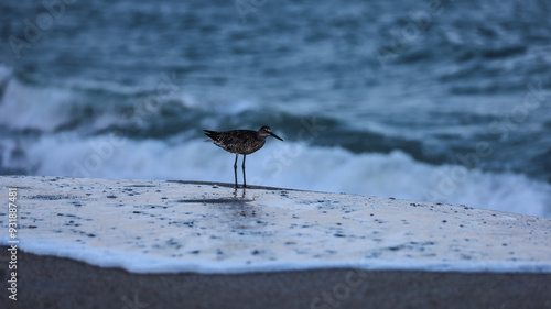 bird on the beach